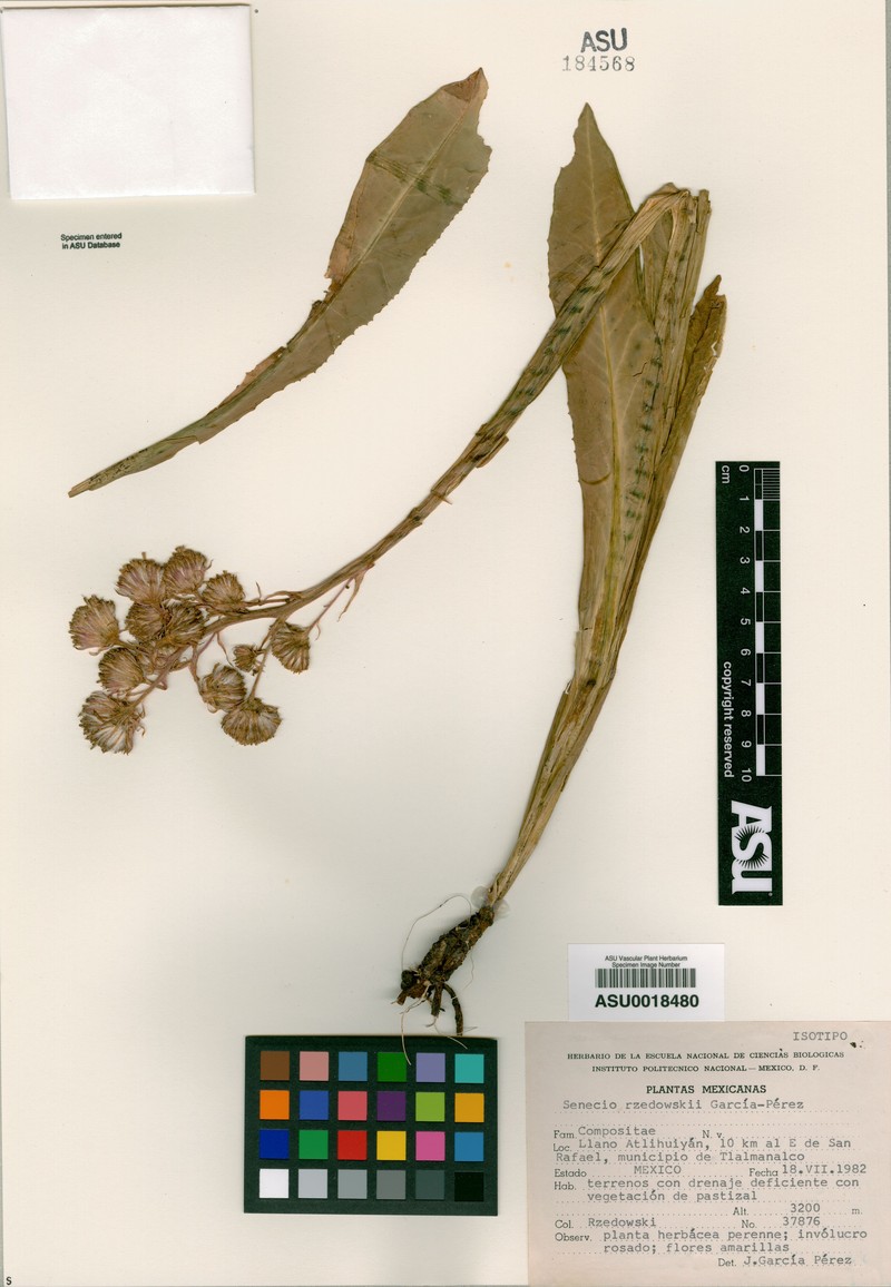 Senecio jacalensis photo 4