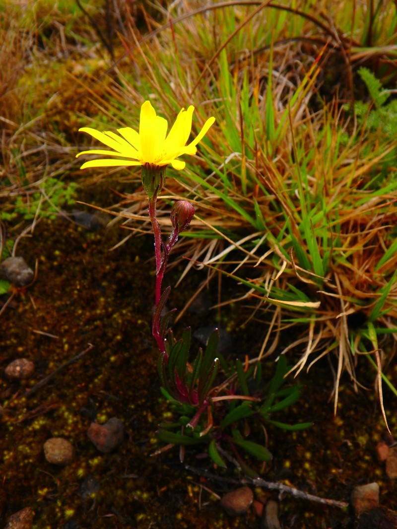Senecio jacksonii