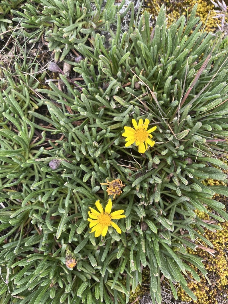 Senecio jacksonii photo 2