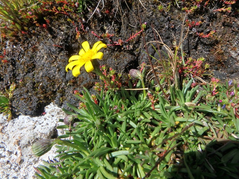 Senecio jacksonii photo 3