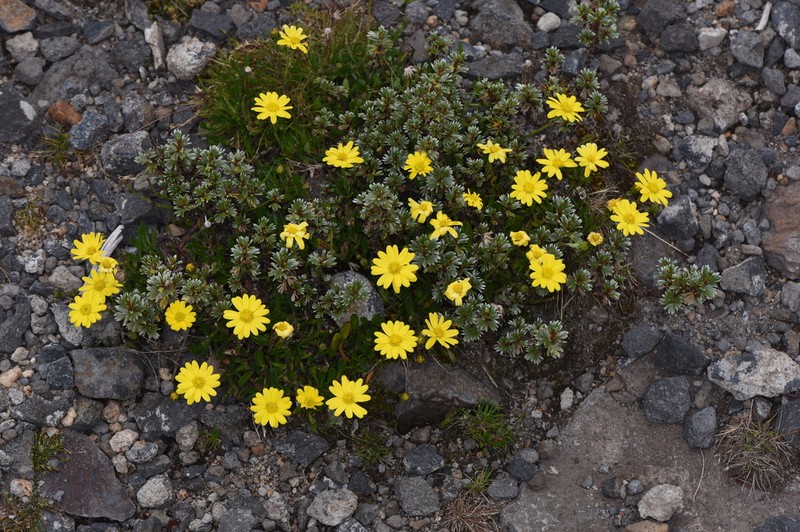 Senecio jacksonii photo 4