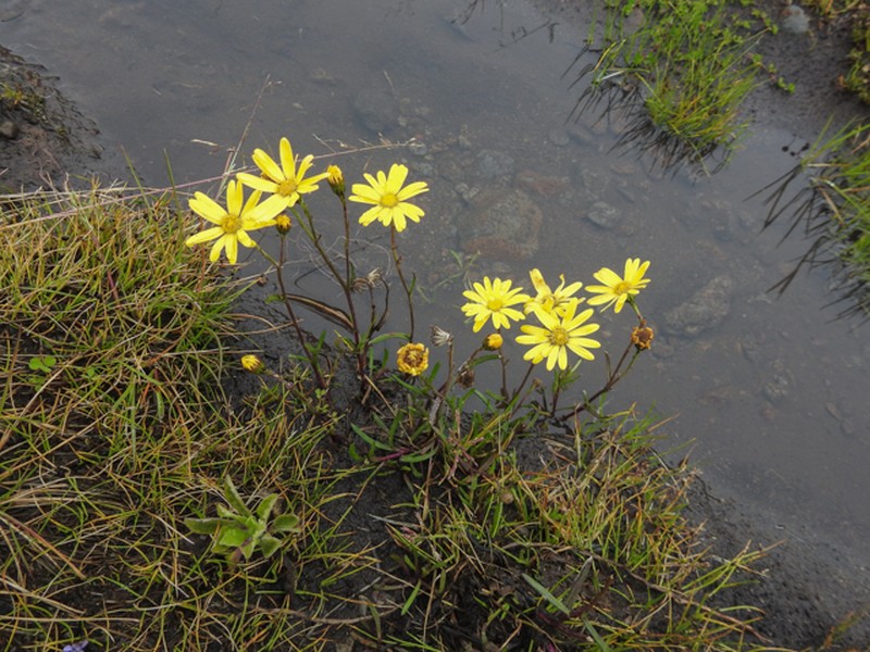 Senecio jacksonii photo 5
