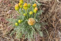 Senecio jarae