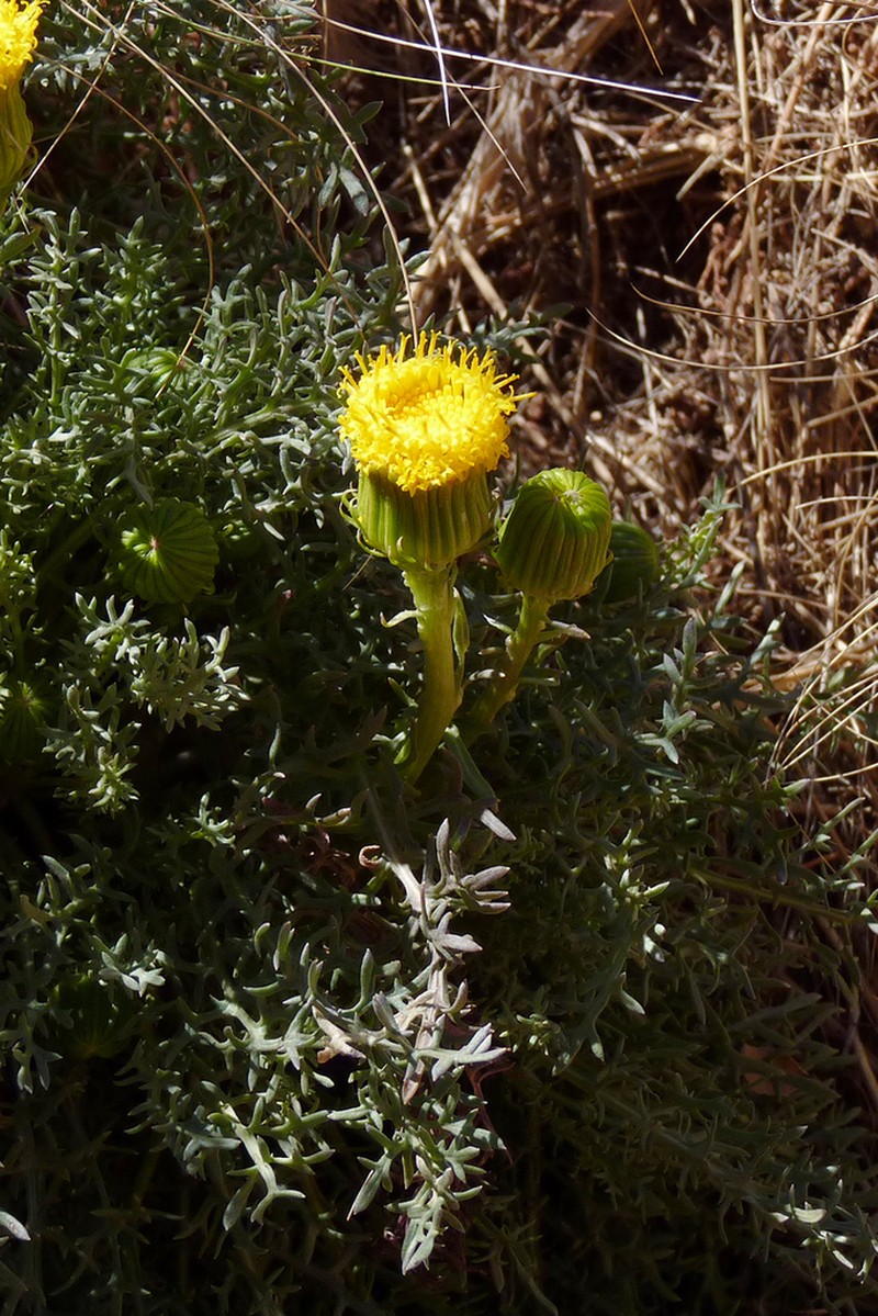 Senecio jarae photo 2