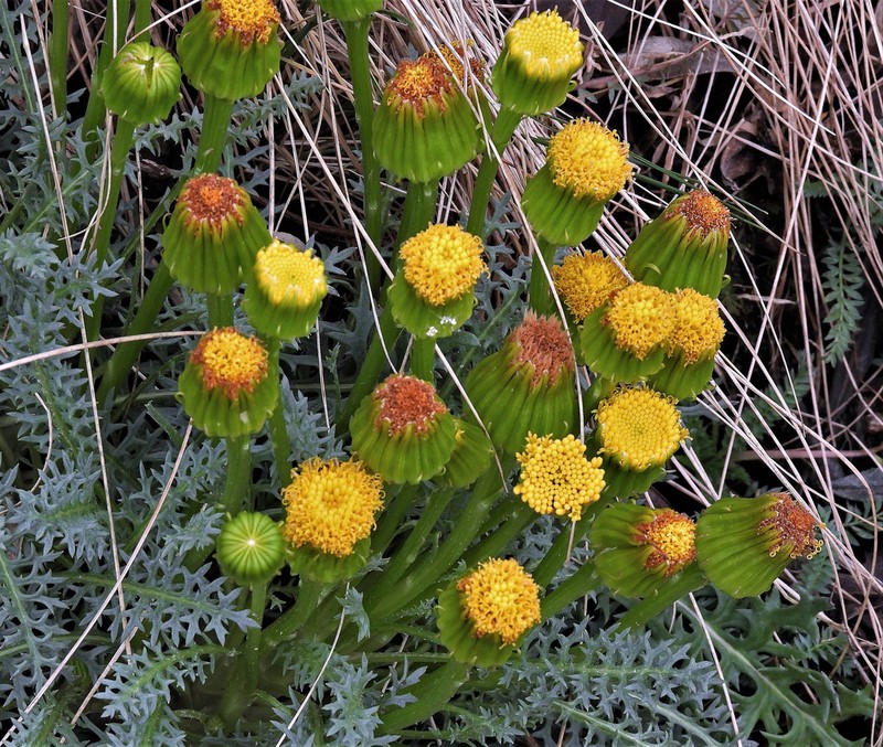Senecio jarae photo 3