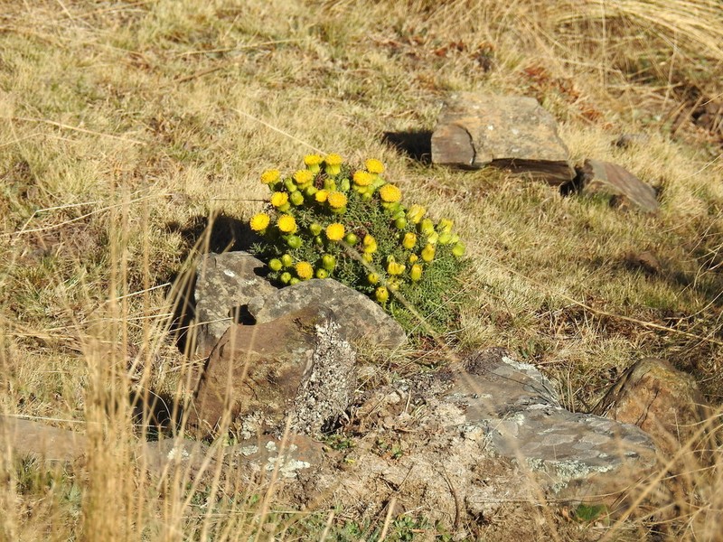 Senecio jarae photo 4