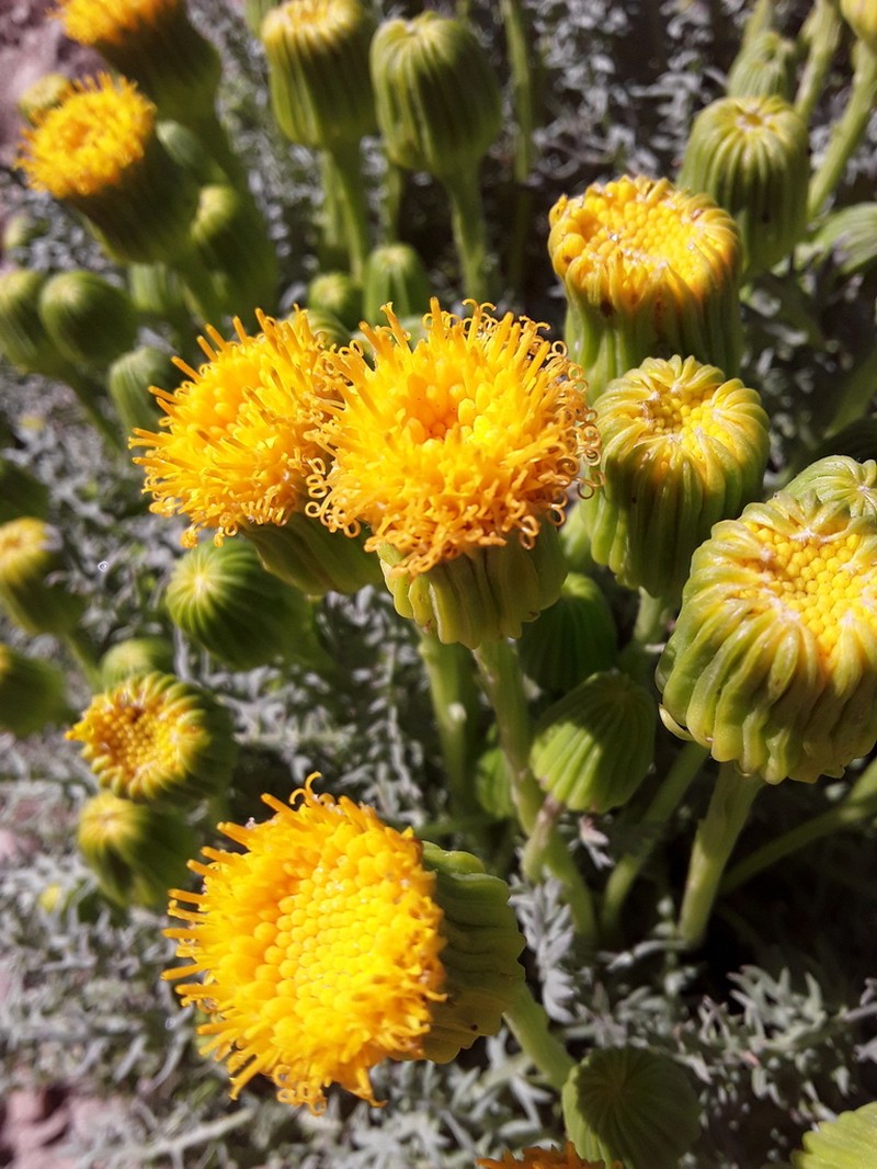 Senecio jarae photo 5