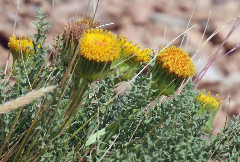 Senecio jarae photo 6