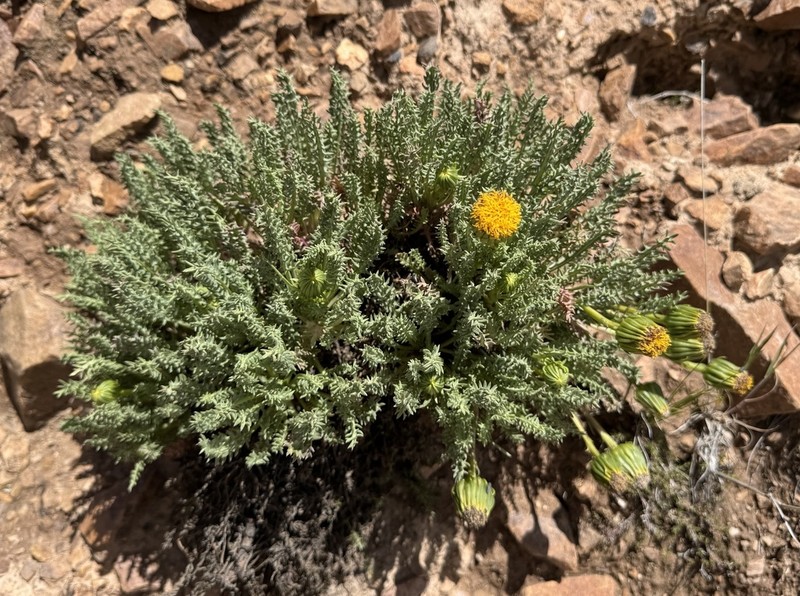 Senecio jarae photo 8