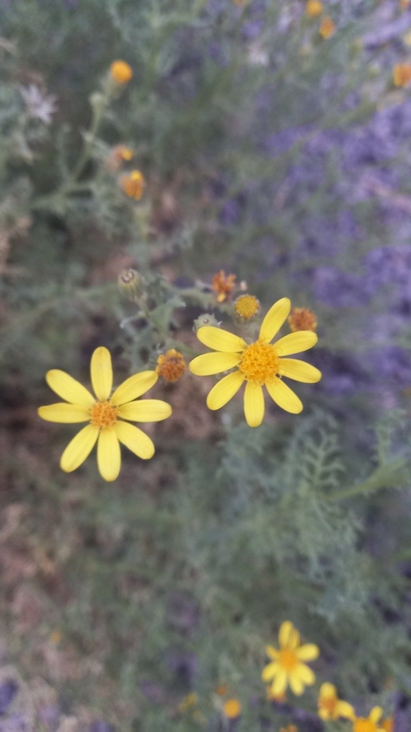 Senecio jorquerae