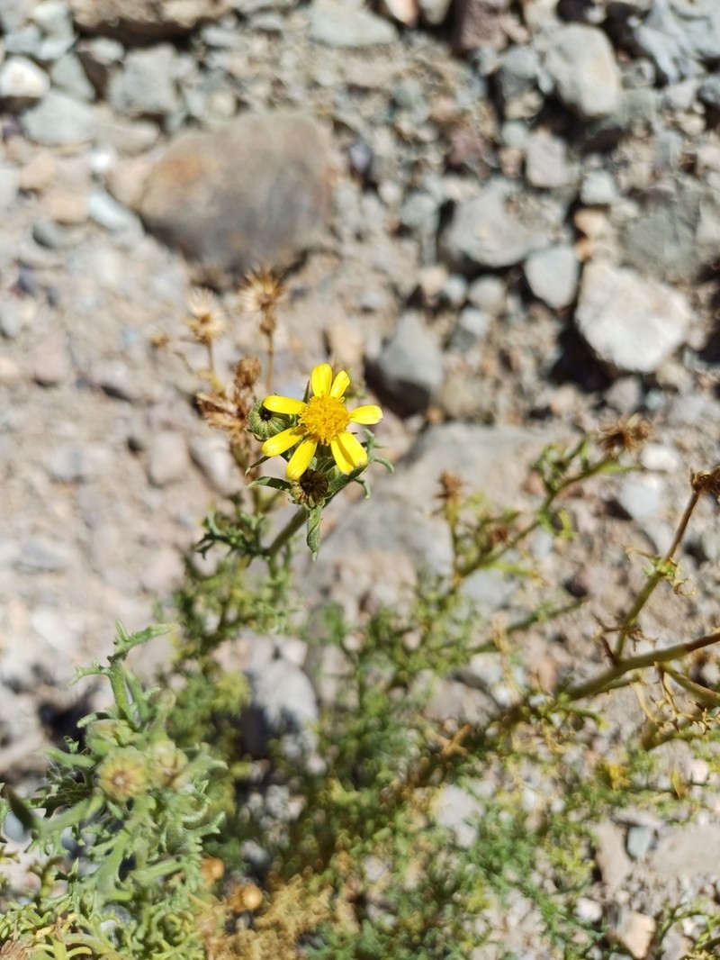 Senecio jorquerae photo 2