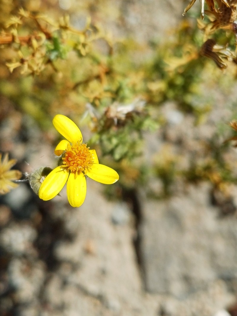 Senecio jorquerae photo 3