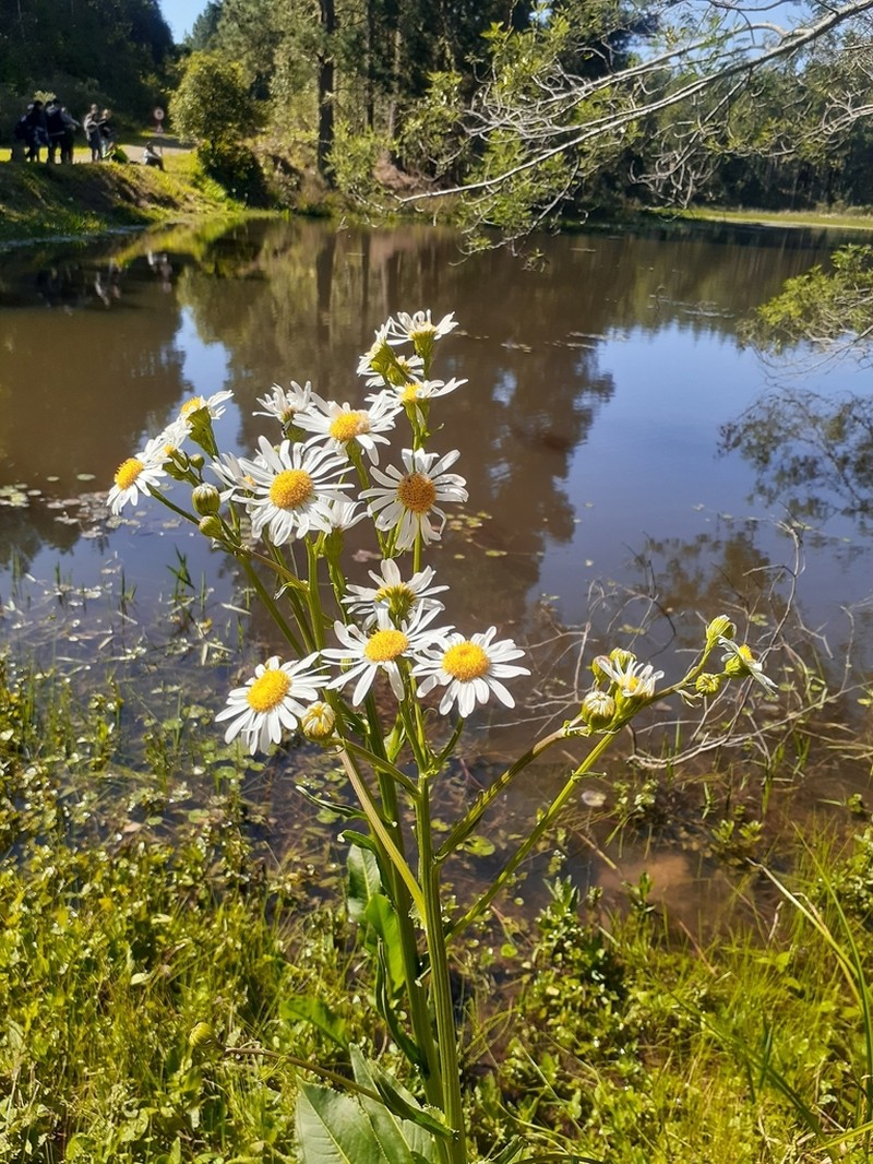 Senecio juergensii