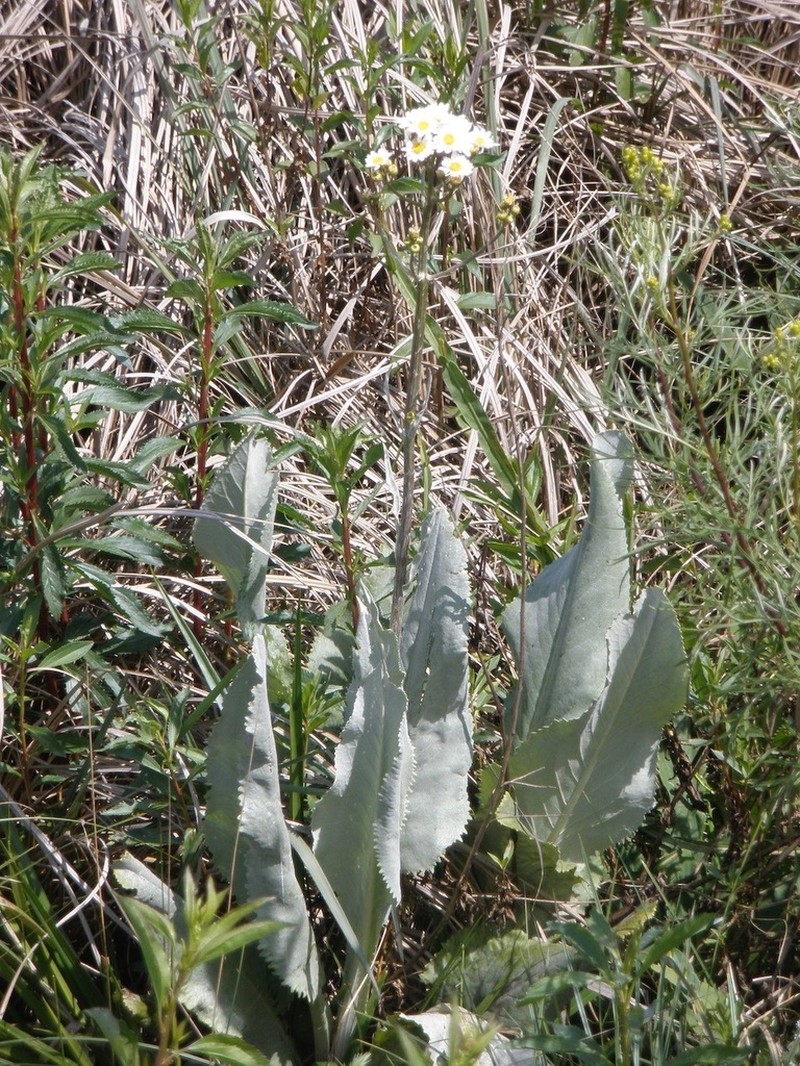 Senecio juergensii photo 2