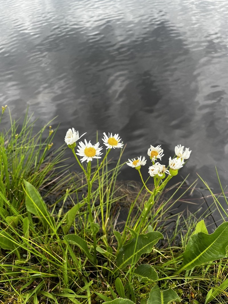 Senecio juergensii photo 3