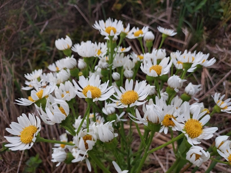 Senecio juergensii photo 5