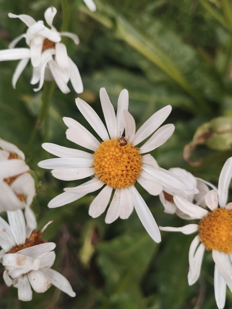 Senecio juergensii photo 6