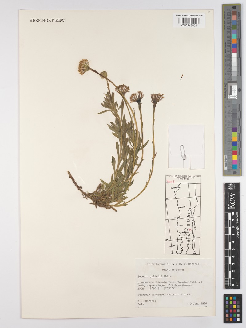 Senecio julianus