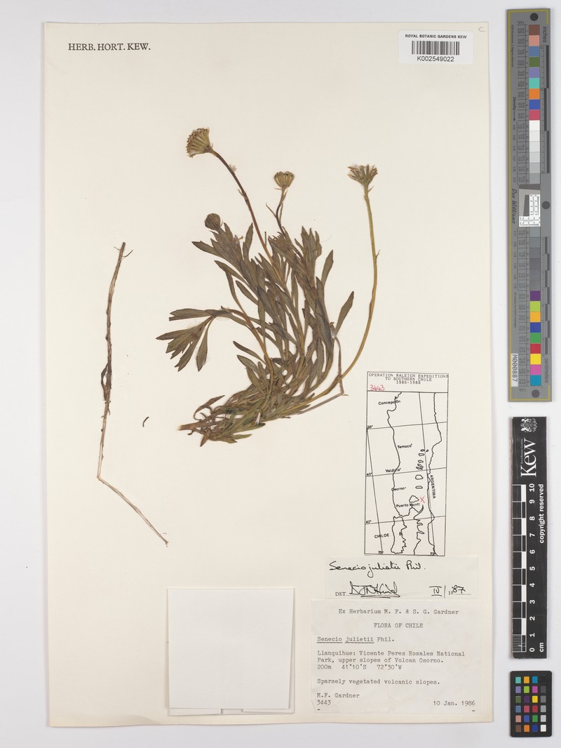 Senecio julianus photo 2