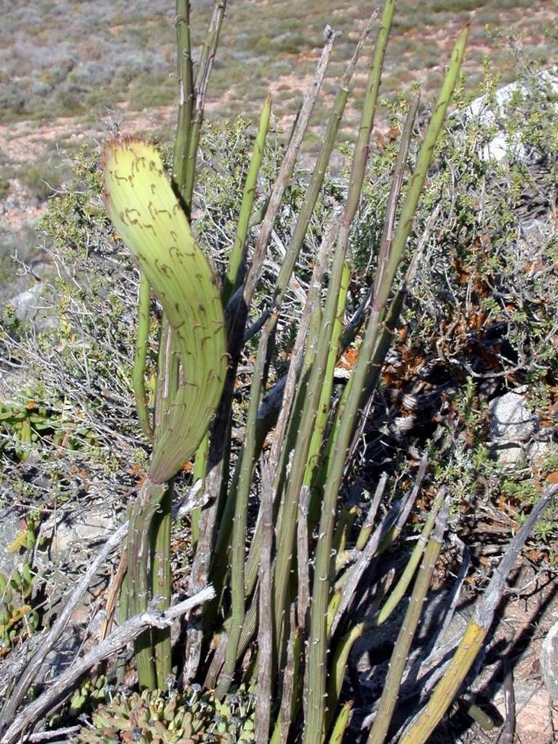 Senecio junceus