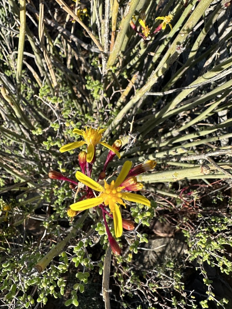 Senecio junceus photo 2