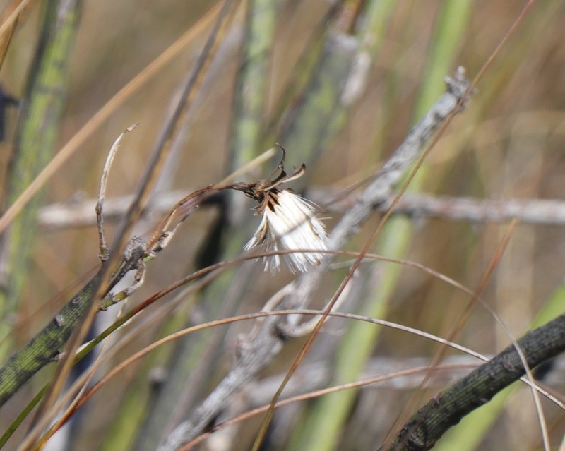 Senecio junceus photo 3