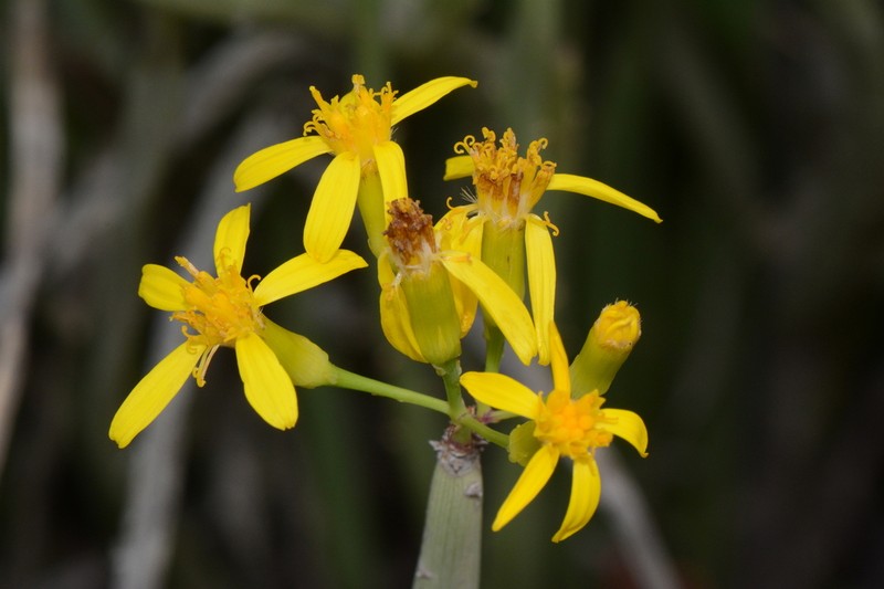 Senecio junceus photo 4
