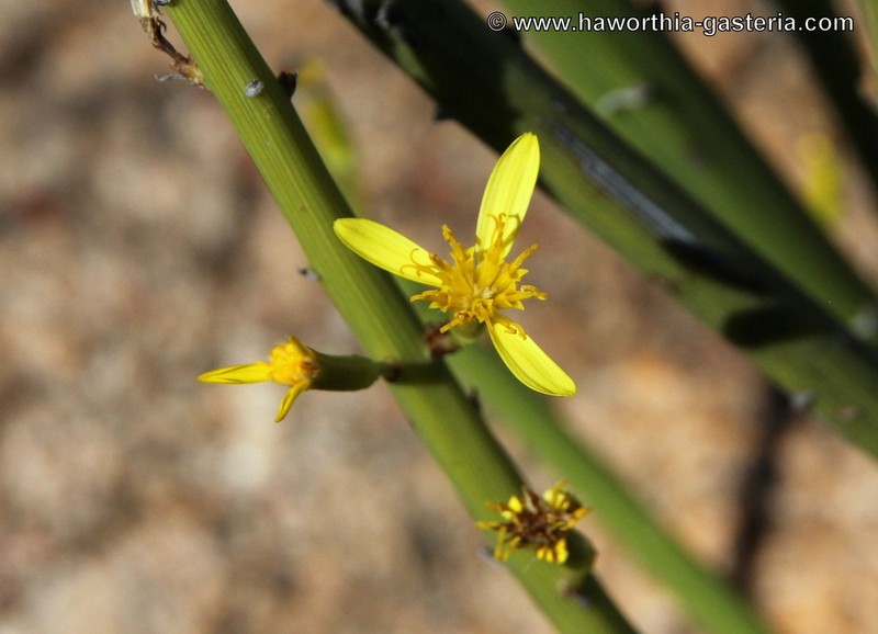 Senecio junceus photo 5