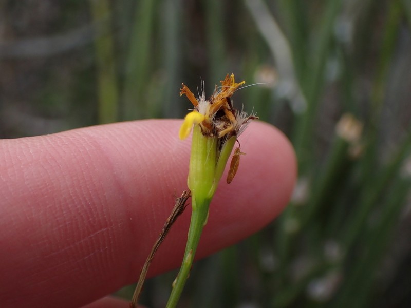 Senecio junceus photo 6