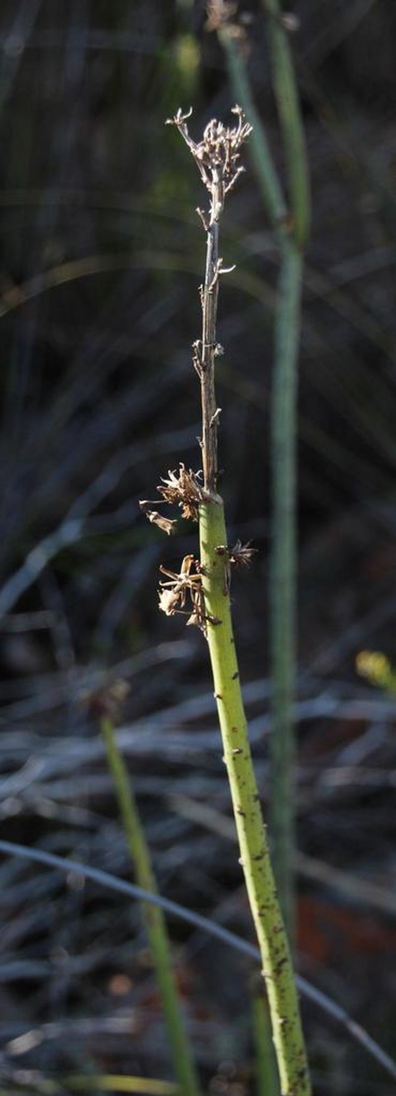 Senecio junceus photo 7