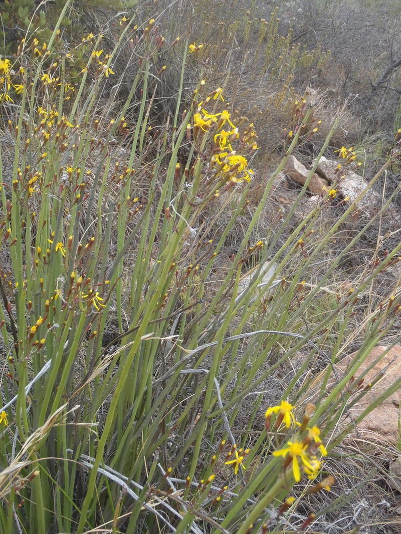 Senecio junceus photo 8