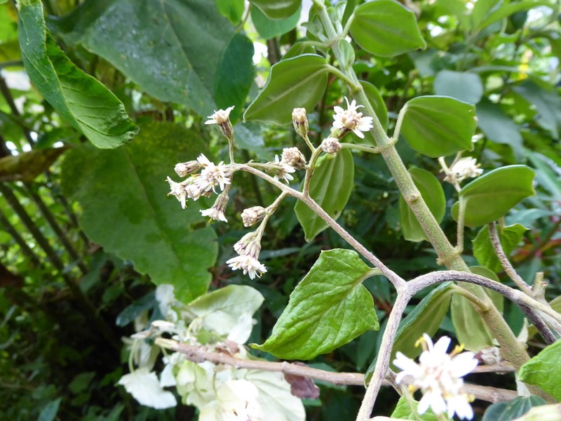 Senecio jungioides