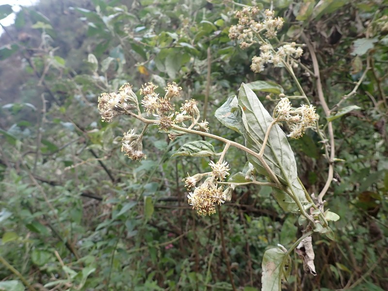 Senecio jungioides photo 2
