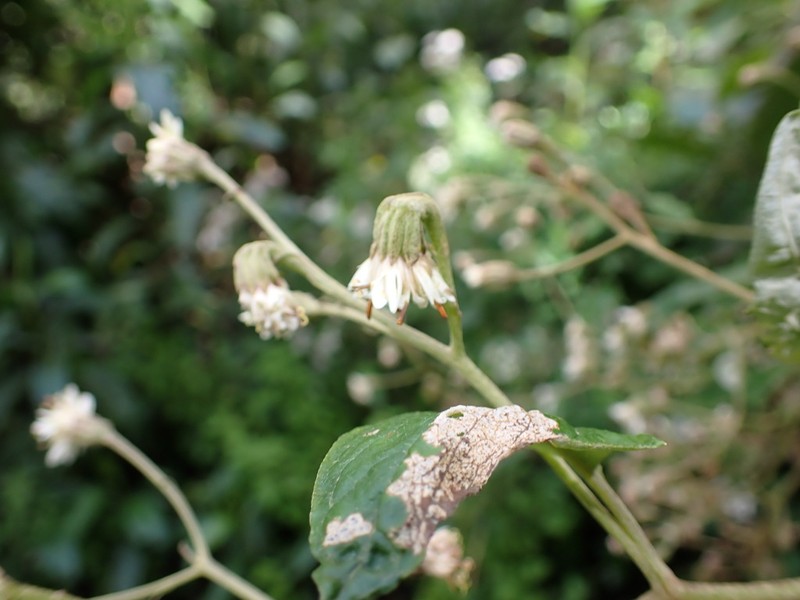 Senecio jungioides photo 3
