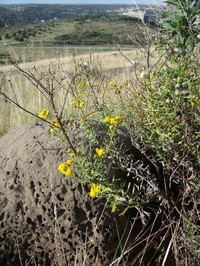 Senecio juniperinus