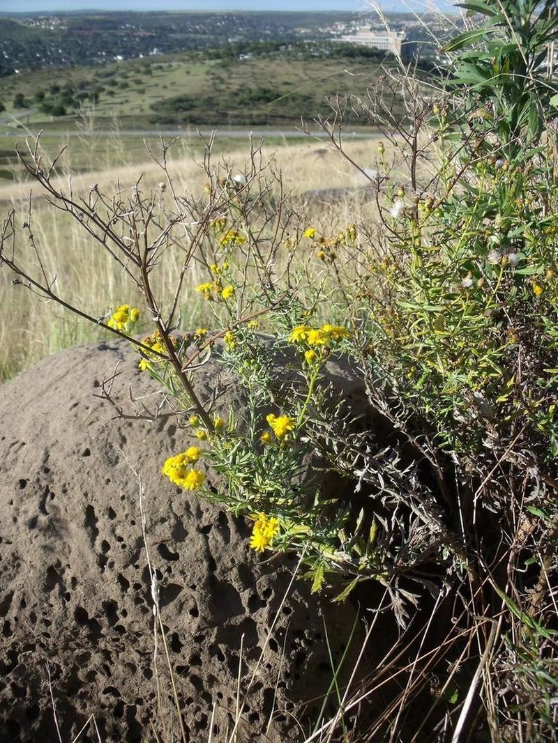 Senecio juniperinus