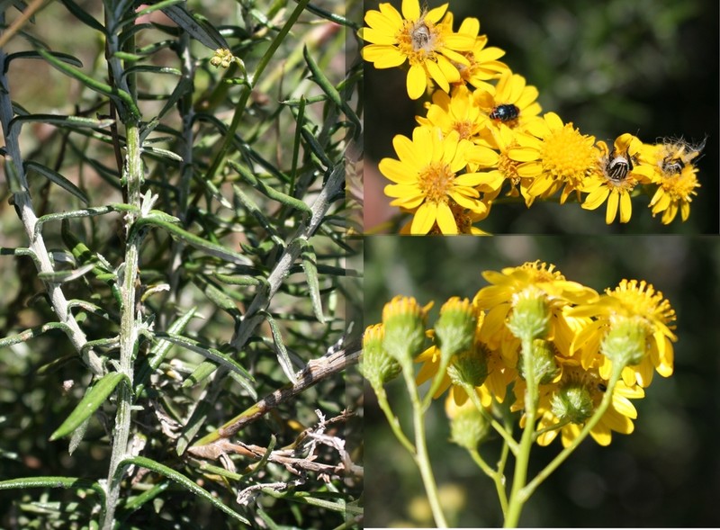 Senecio juniperinus photo 2