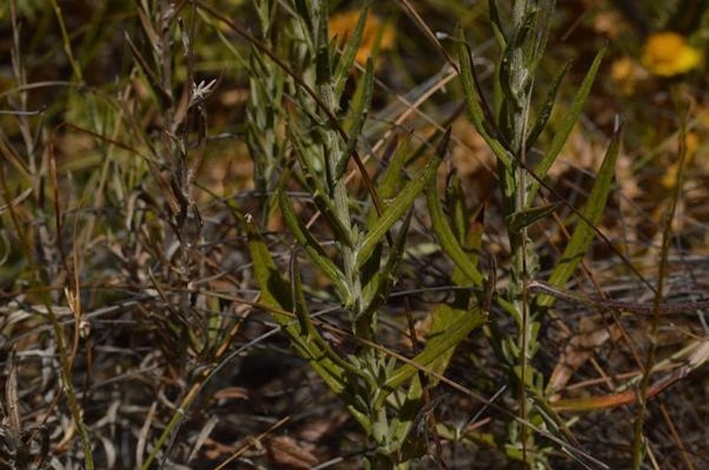 Senecio juniperinus photo 3