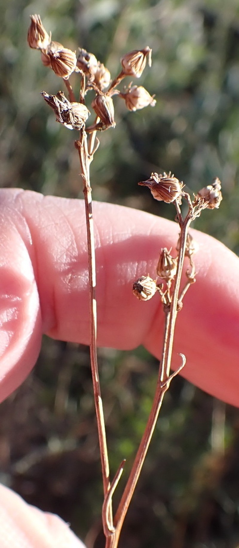Senecio juniperinus photo 4