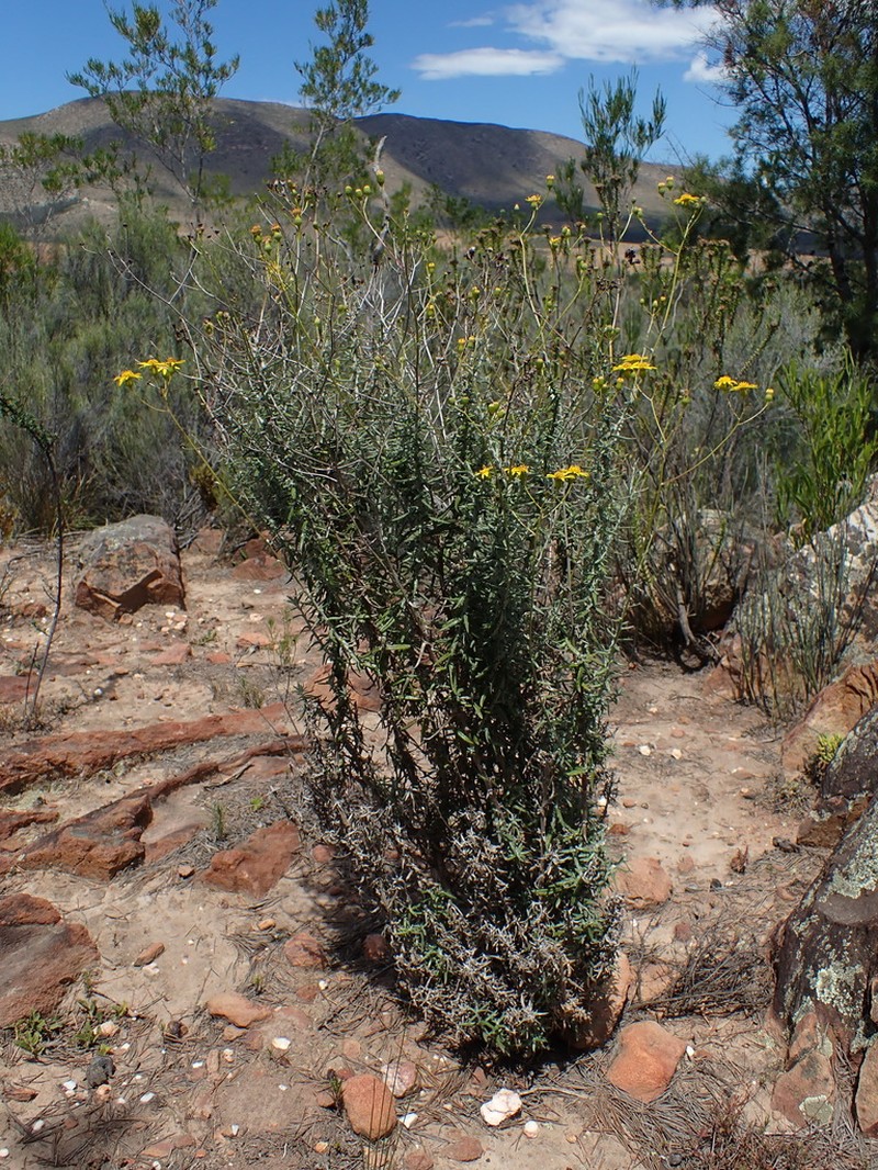 Senecio juniperinus photo 5