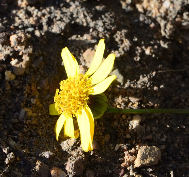 Senecio juniperinus photo 6
