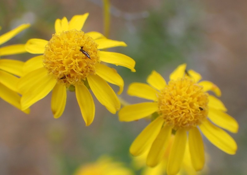 Senecio juniperinus photo 7