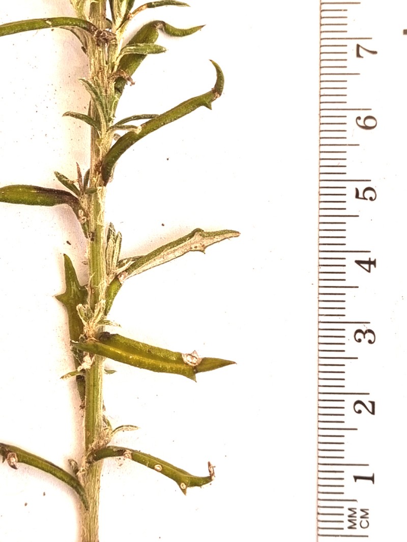 Senecio juniperinus photo 8