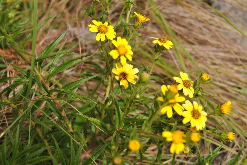 Senecio junodii