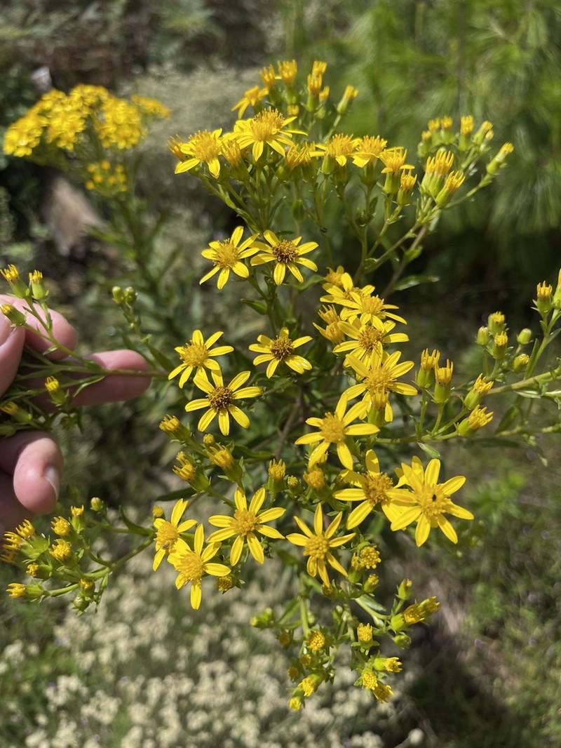 Senecio junodii photo 3