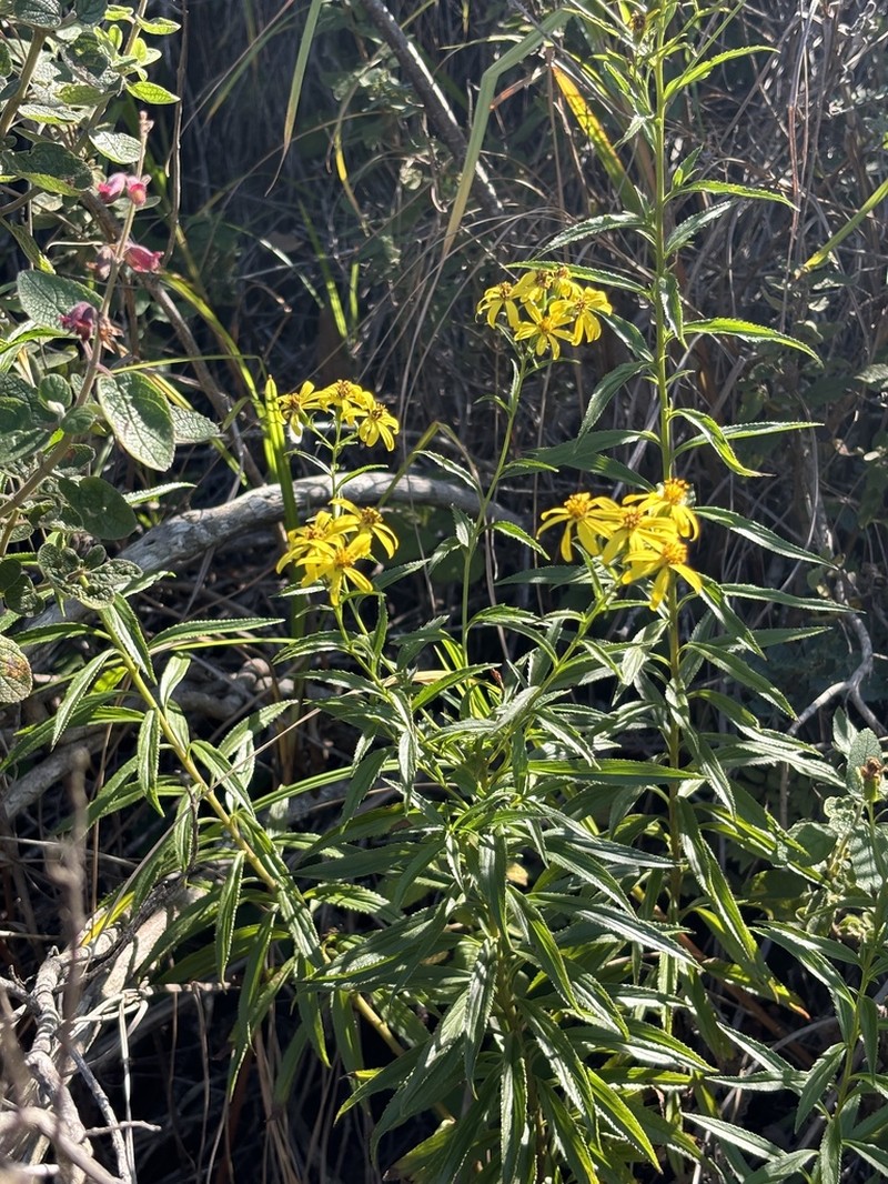 Senecio junodii photo 4