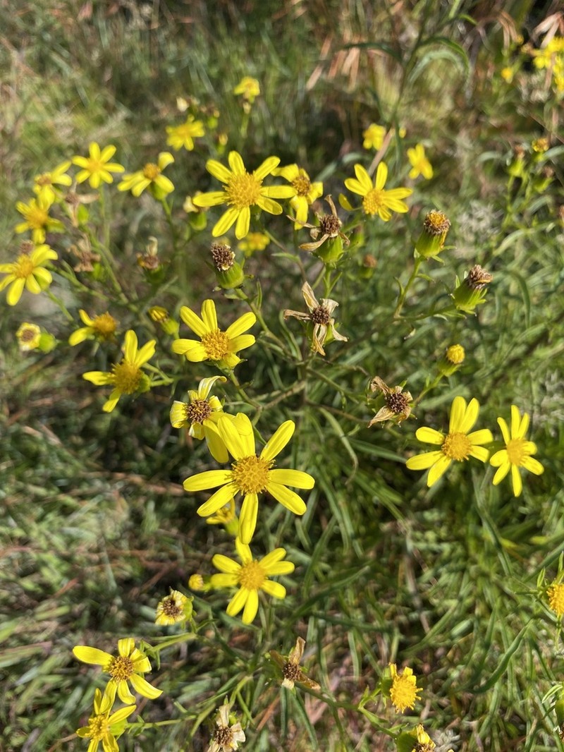 Senecio junodii photo 5