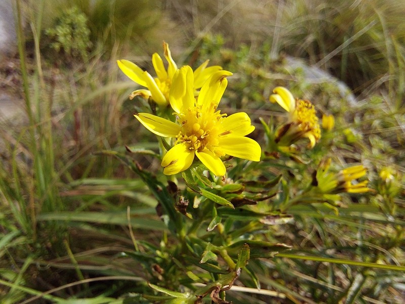 Senecio junodii photo 6