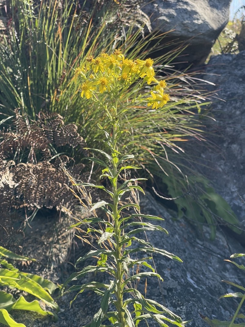 Senecio junodii photo 8