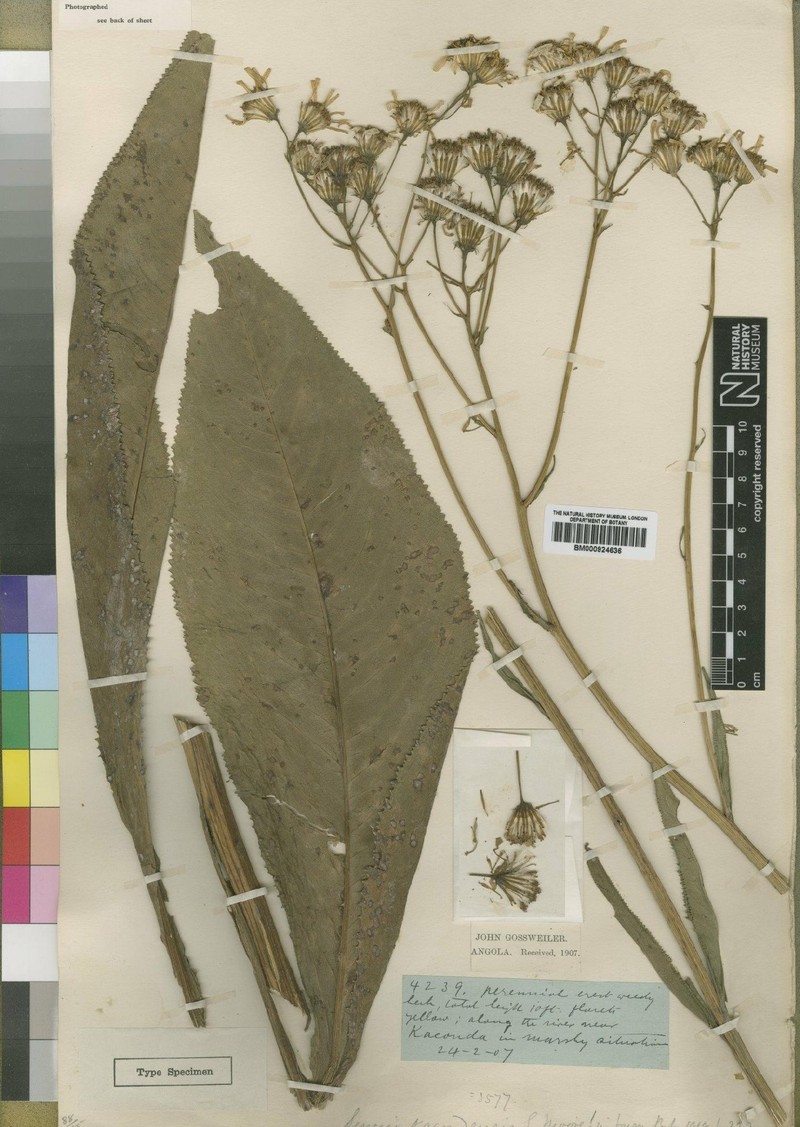 Senecio kacondensis